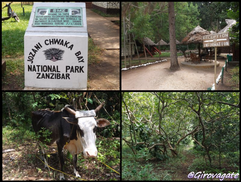 parco naturale foresta Jozani Zanzibar