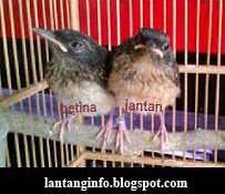 Cara Membedakan Burung Murai Jantan Dan Betina