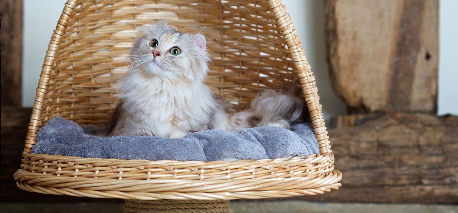 IS IT SAFE TO BUY DOMESTIC PETS ONLINE?