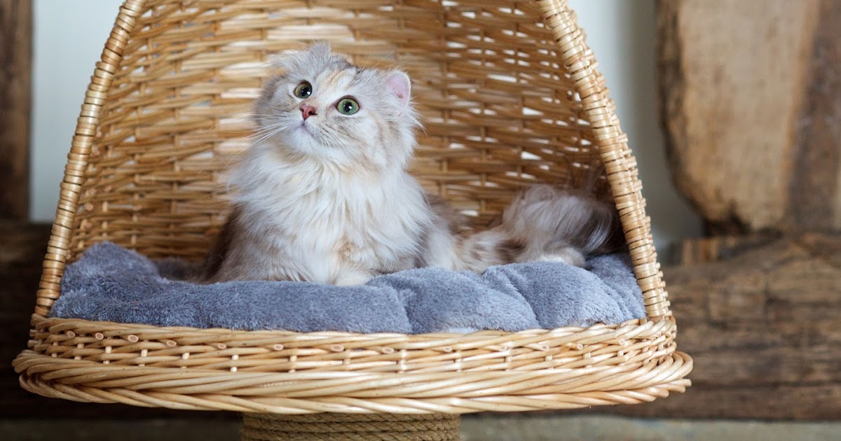 IS IT SAFE TO BUY DOMESTIC PETS ONLINE?