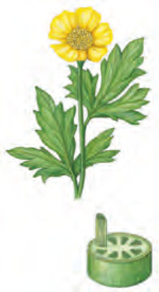 النباتات البذرية البذرة ذوات الفلقة وذوات الفلقتين