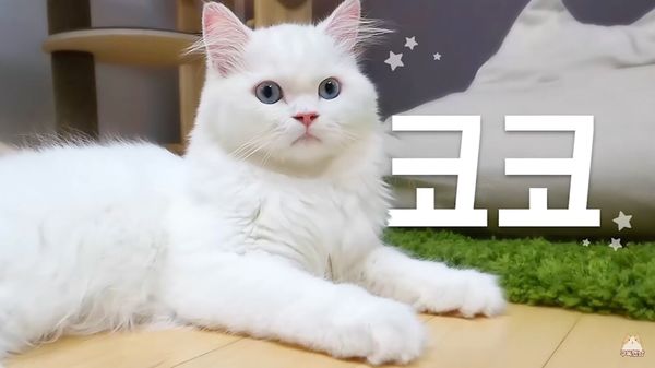 Uniquely Happy Cream Heroes Cats