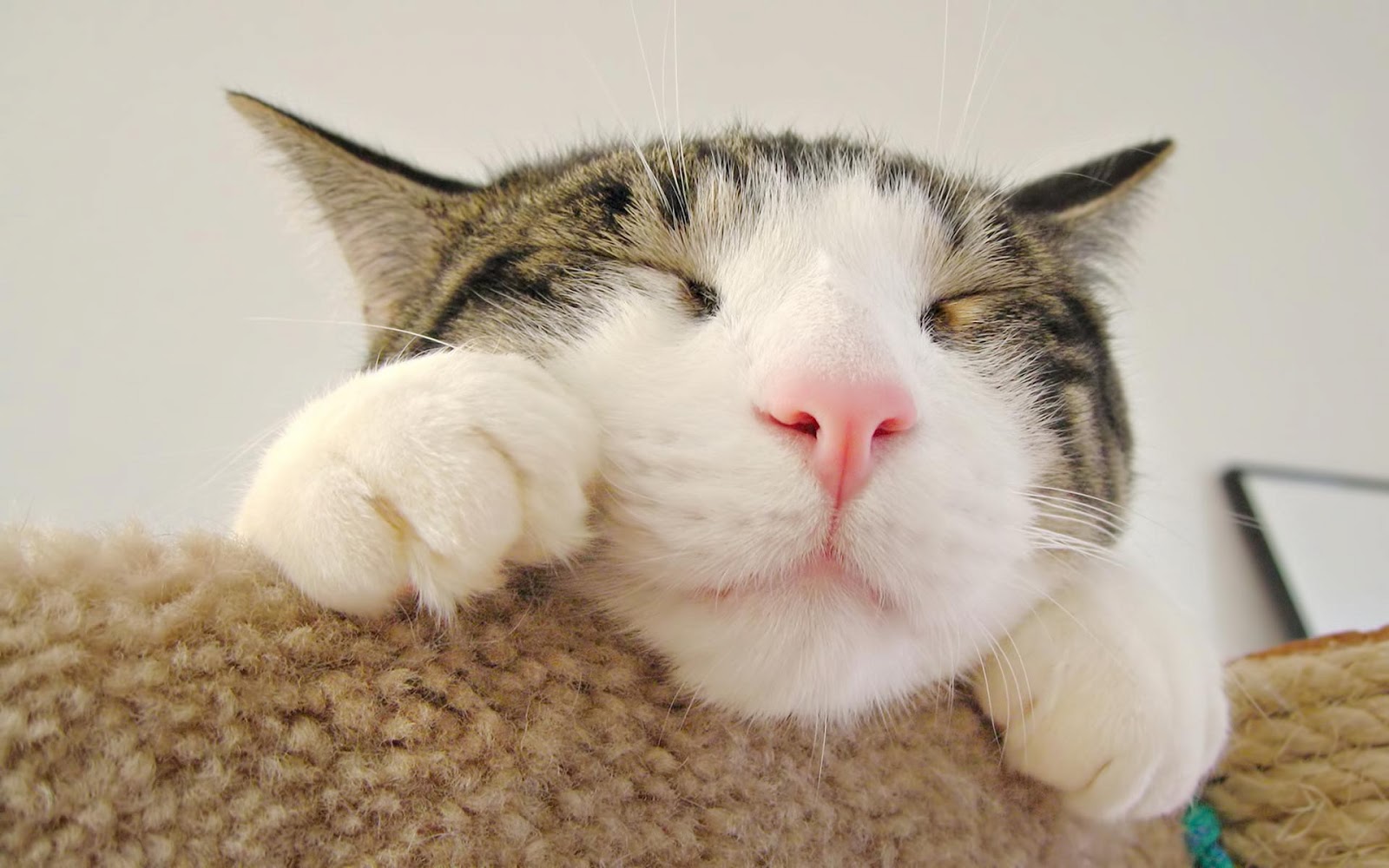 Cute Cat Face | Full HD Desktop Wallpapers 1080p