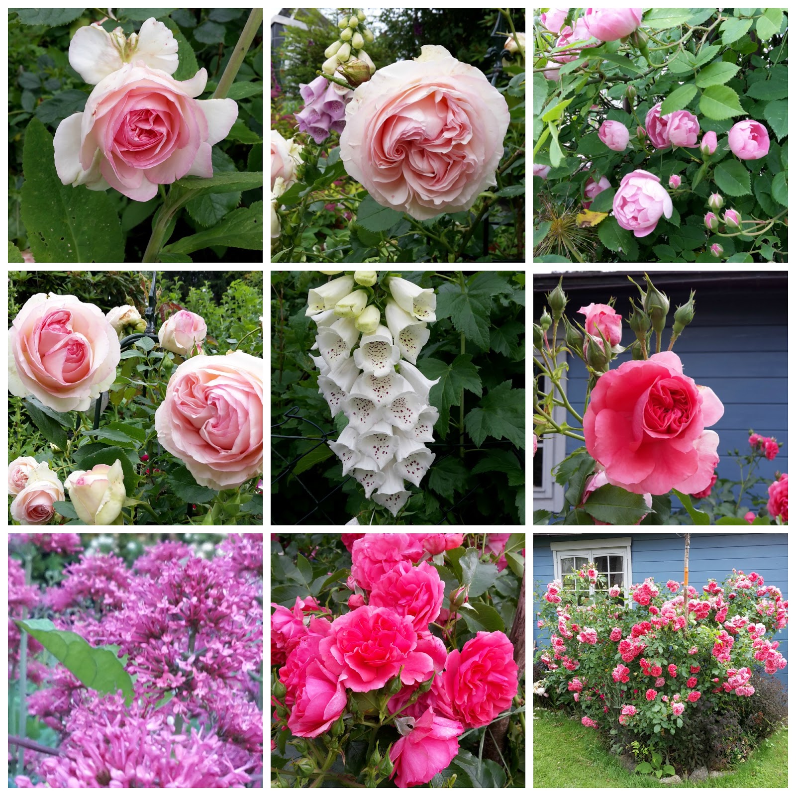 Kirmeskuchen Junglekey De Bilder