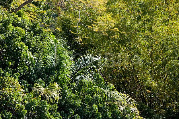 Hacking Our Way Through a Jungle of a Weekly Link Round-Up ~ Kittling