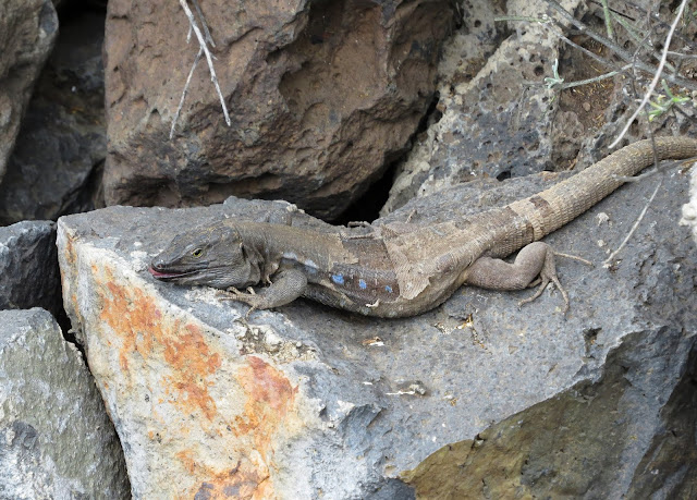 West Canaries Lizard - Tenerife