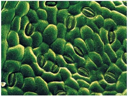 stomata leaf plant rose photosynthesis transpiration open leaves electron micrograph underside opening crucial role surface breathing terrestrial scanning pores exchange