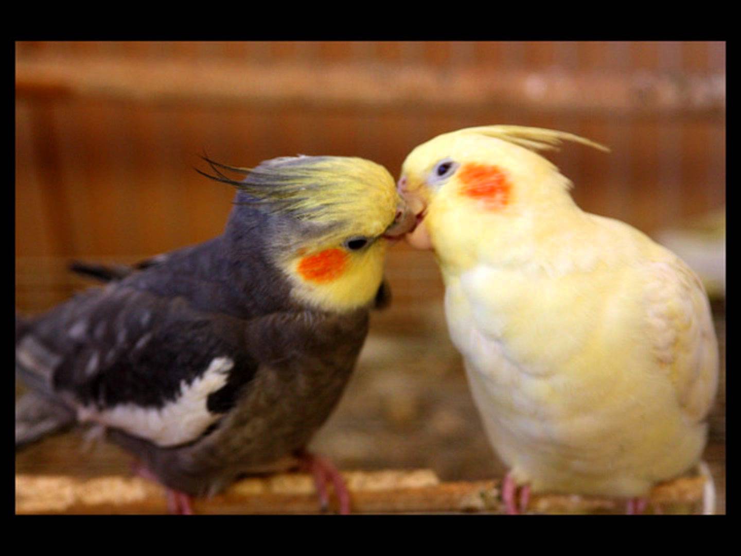 Peta - A calopsita !: Eu amo calopsitas