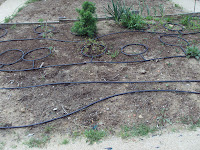 parcela cultivo huerto escolar parcela cultivo huerto escolar
