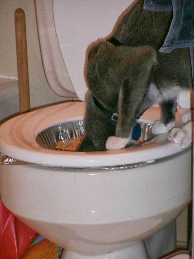 Domi Good How To Teach Your Cat To Poop In The Toilet (6 Pics)