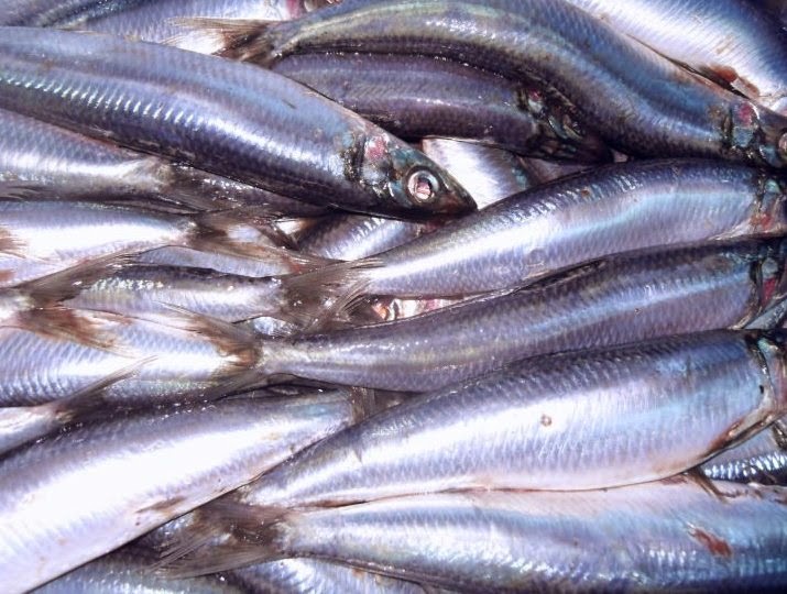 Consulta e Tratamento Sardinha e seus benefícios