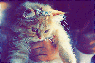 812141592.gif