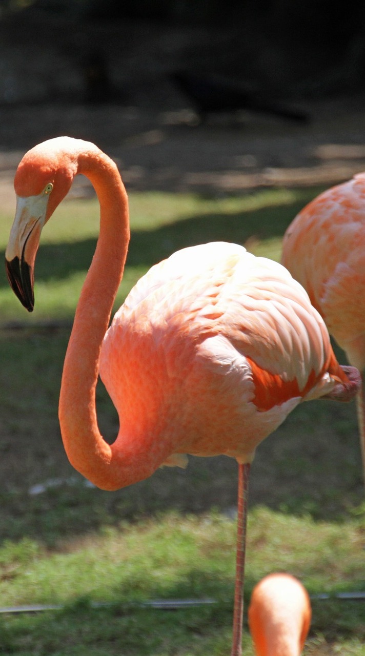 flamingo legs flamingo legs