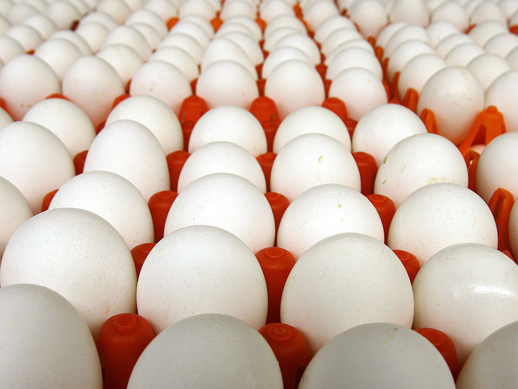 Яйца кучей. Яйцо куриное. Много куриных яиц. Куча яиц. Очень много яиц.