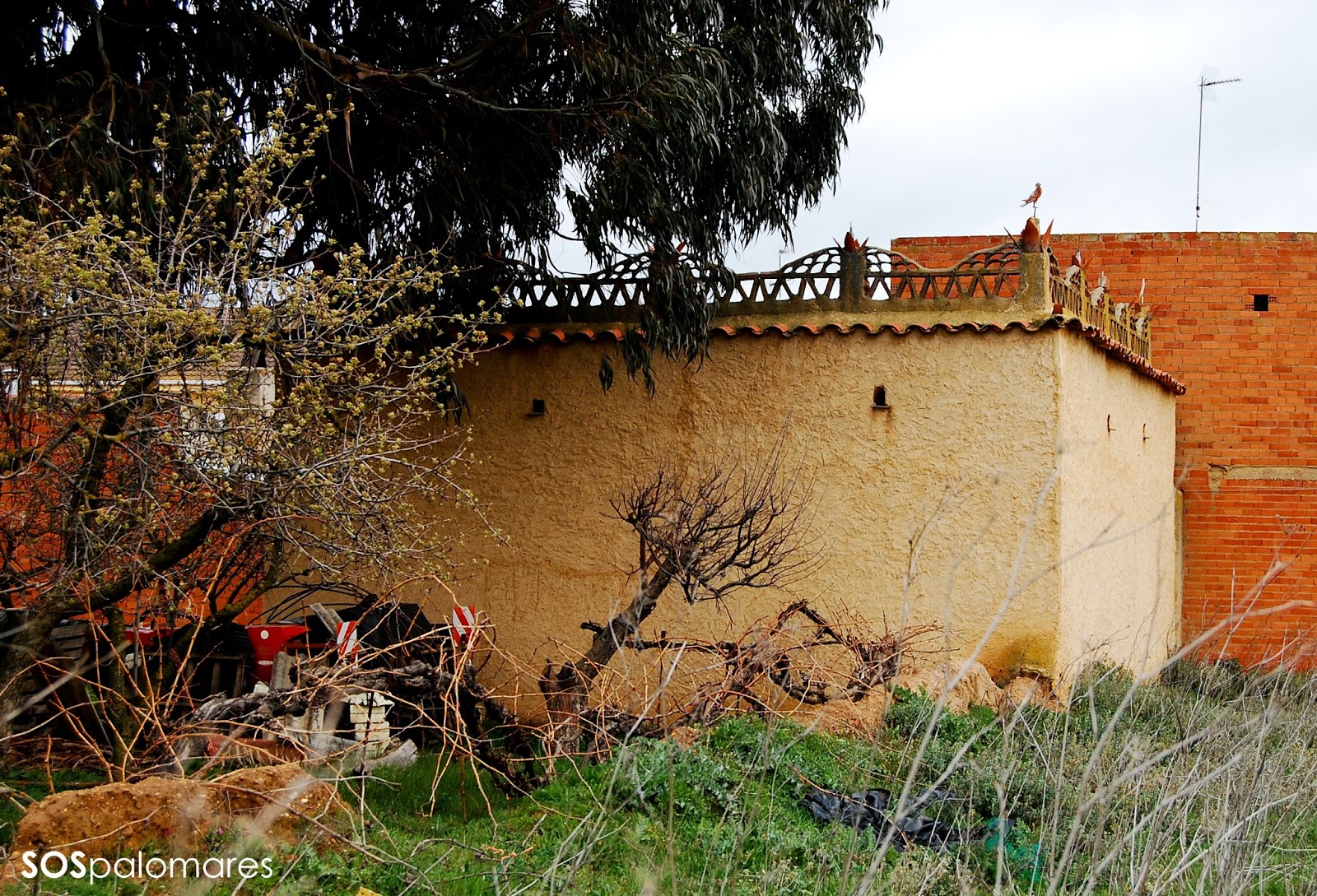 SOS palomares Palomar 02. Villaveza del Agua.
