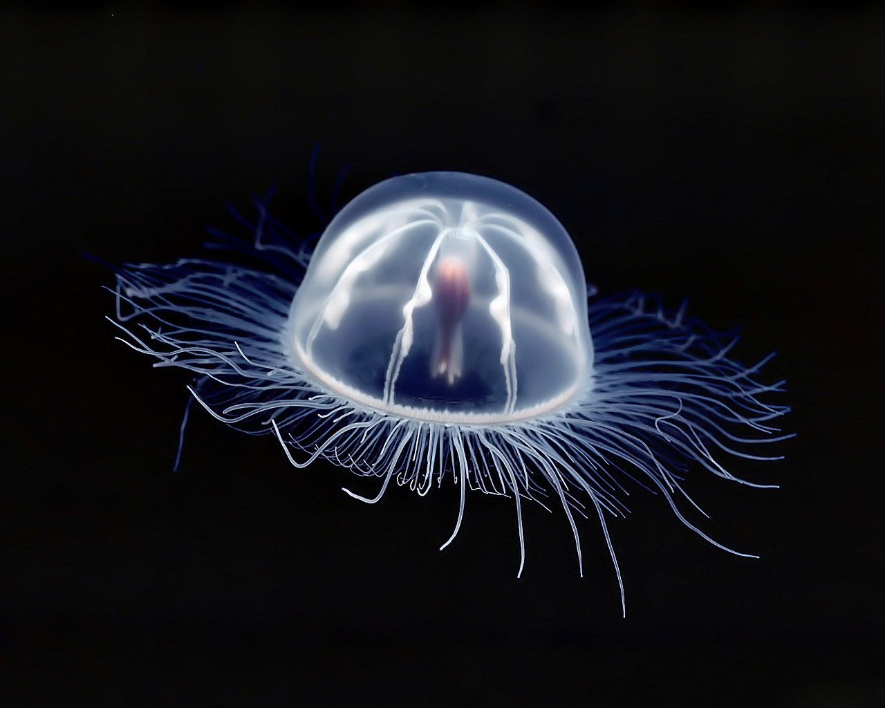 Jellyfish Wallpapers Fun Animals Wiki Videos Pictures HD Wallpapers Download Free Map Images Wallpaper [wallpaper376.blogspot.com]