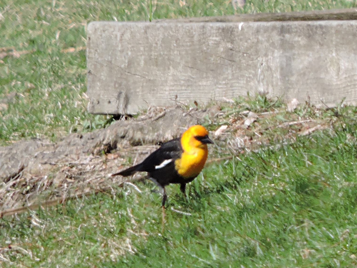 Recent Sightings Yellowheaded Blackbird at Grand Haven