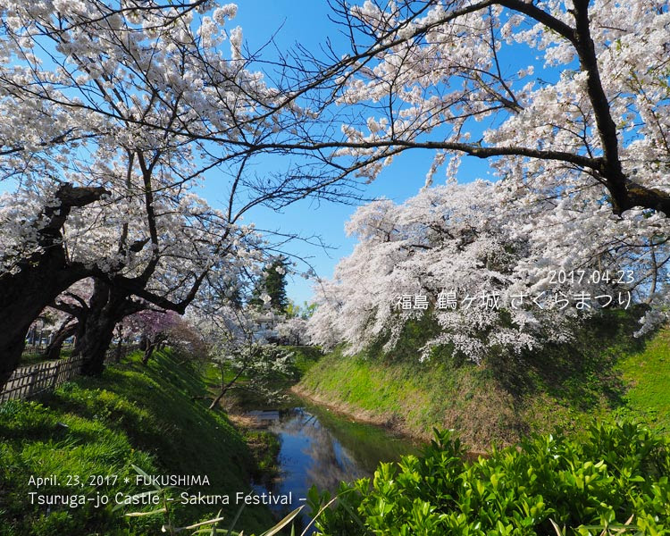 鶴ヶ城の桜がすごい！ (3) 二の丸エリア