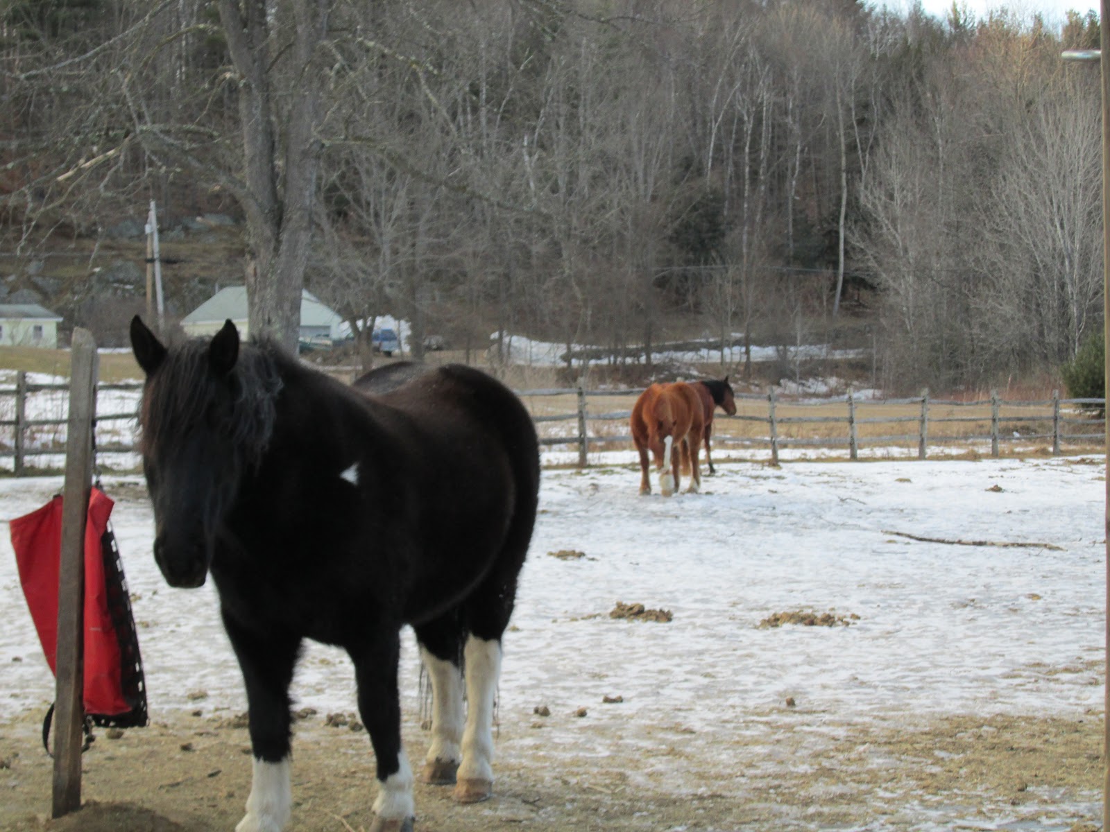Dancing Horse Farm