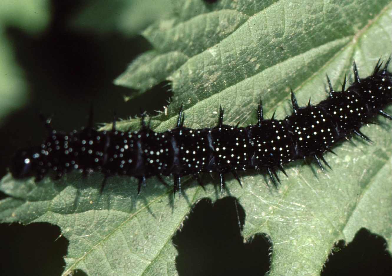 macrosafari Chenille du paon du jour — free download