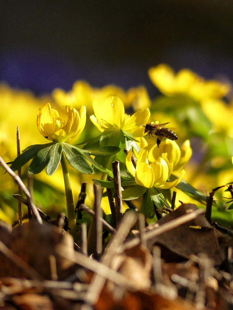 Fotografie Fruhling Er Ist Es