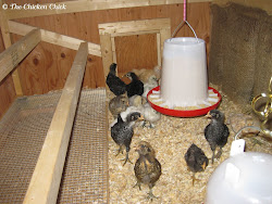 coop chicks chicken chickens box roost sand nest bedding litter boxes chick inside brooder training shavings run pine droppings curtains
