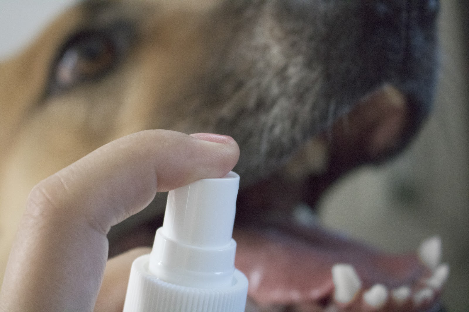 9 Ways To Clean Your Dog’s Teeth Without Making Them Hate You! Oh My