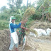 Babinsa Koramil Prigen Dampingi Petani Upsus Panen Padi