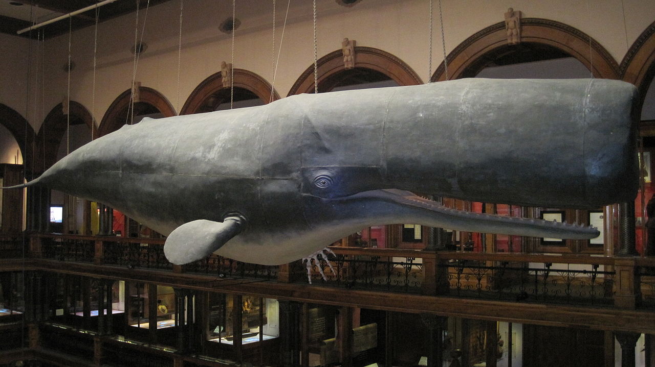 Xarxa fem Cultura MES DE LOS MUSEOS. OCEANÍA