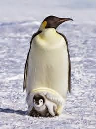 clicca sul pinguino per aprire gli album dei miei viaggi nel mondo