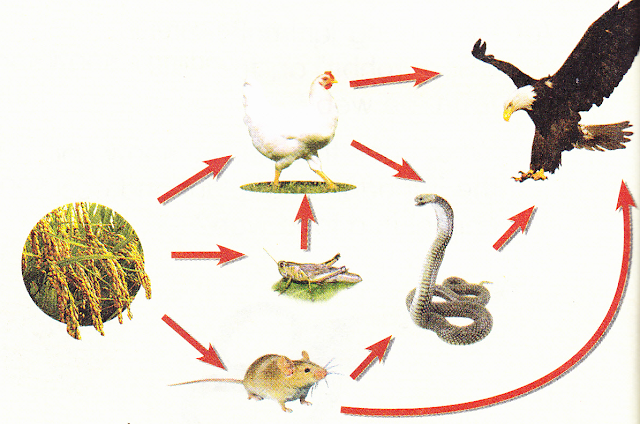 разветвленные пищевые цепи