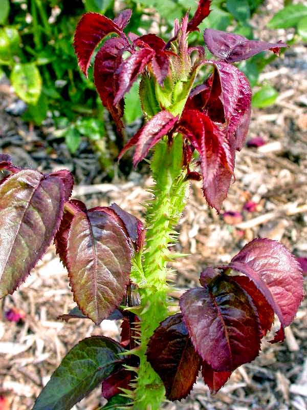 tarim siteniz gul hastaliklari