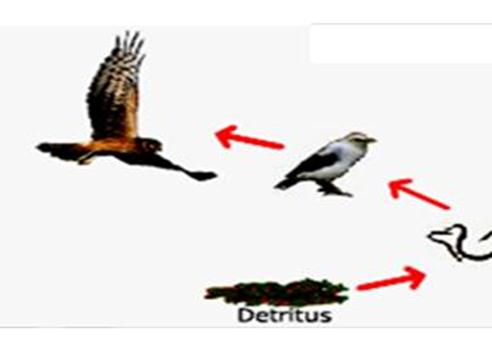 Rantai Makanan Dan Jaring Jaring Makanan Biologi Kelas X Sma Ma Biologine Pak Mycunk
