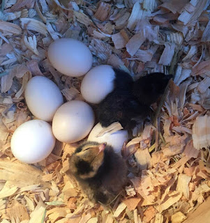 new chicks just hatched