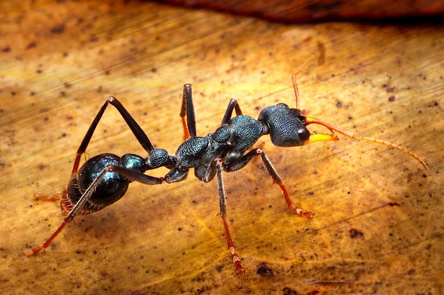 Denis Toh Photography: Bull Ant