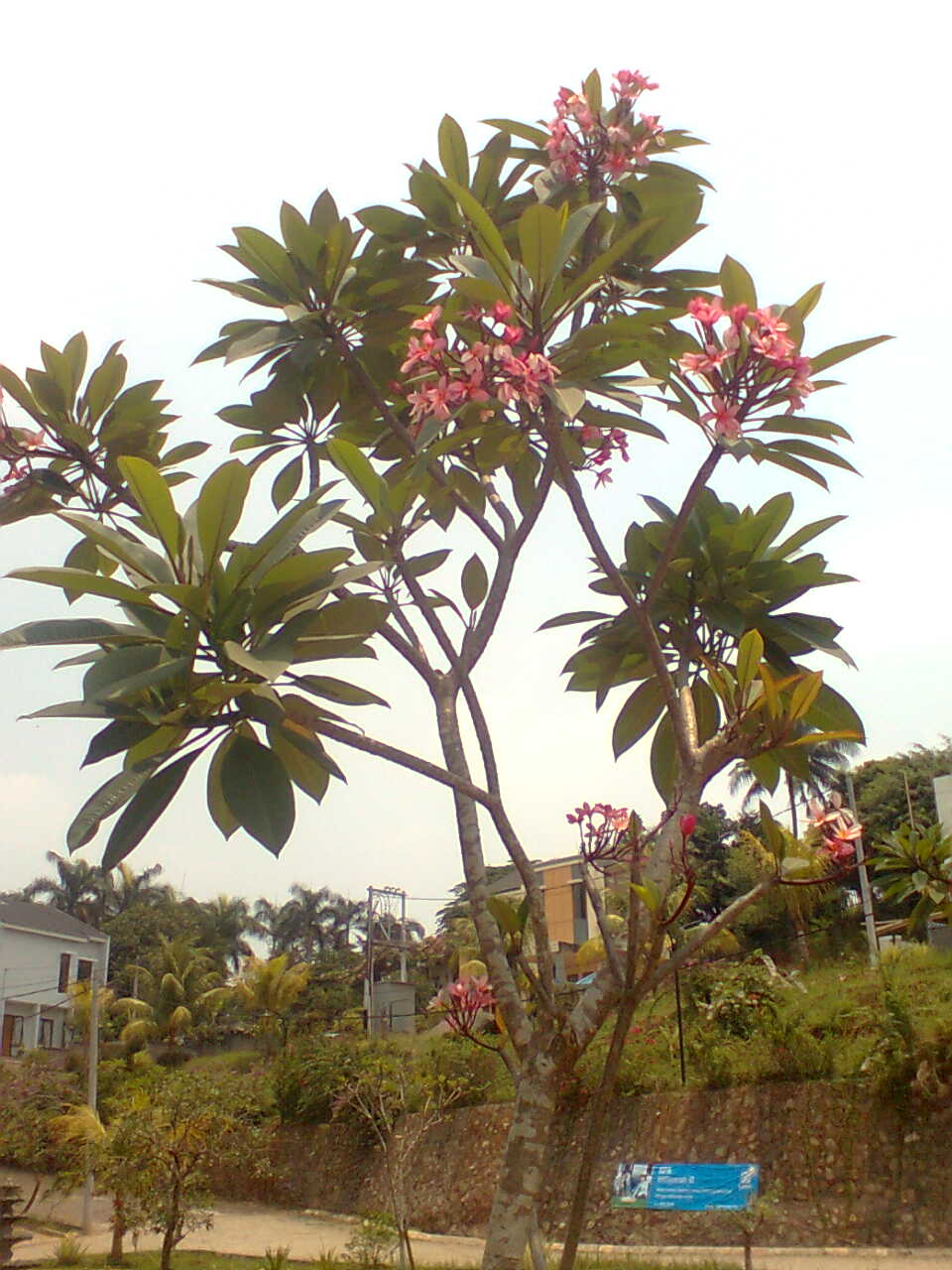 Tanaman Hias Jakarta dan Tangerang: jual pohon kamboja pink ll kamboja forsil dll