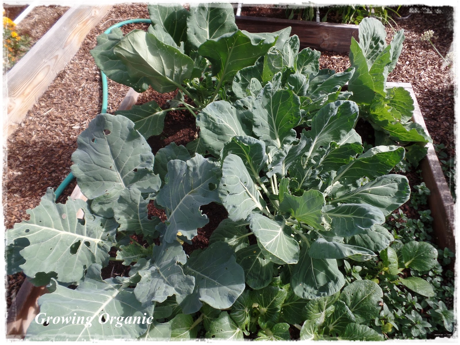 Growing Organic Broccoli and Cauliflower A Royal Treat