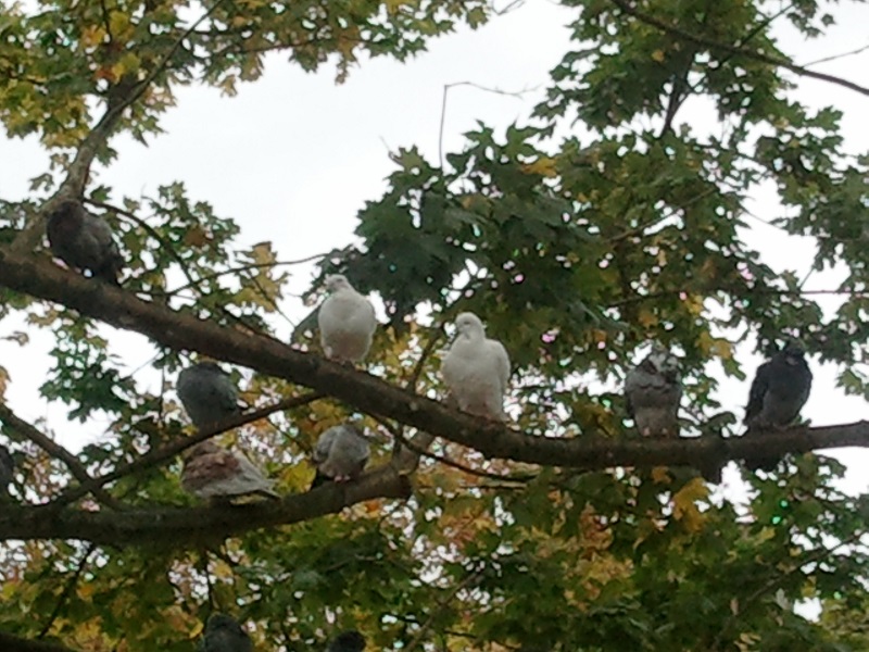 Poesie Du Monde World Poetry March 2013