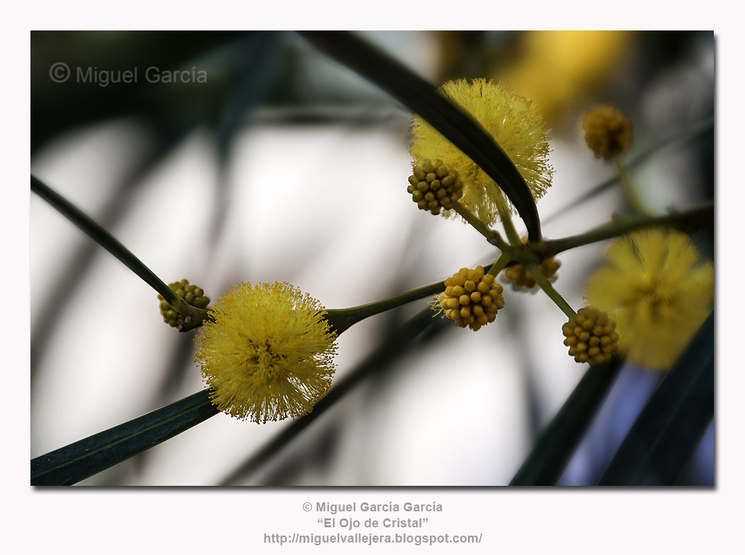 Flores de Acacia Saligna.