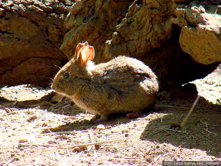 Códigos de Barras de la Vida