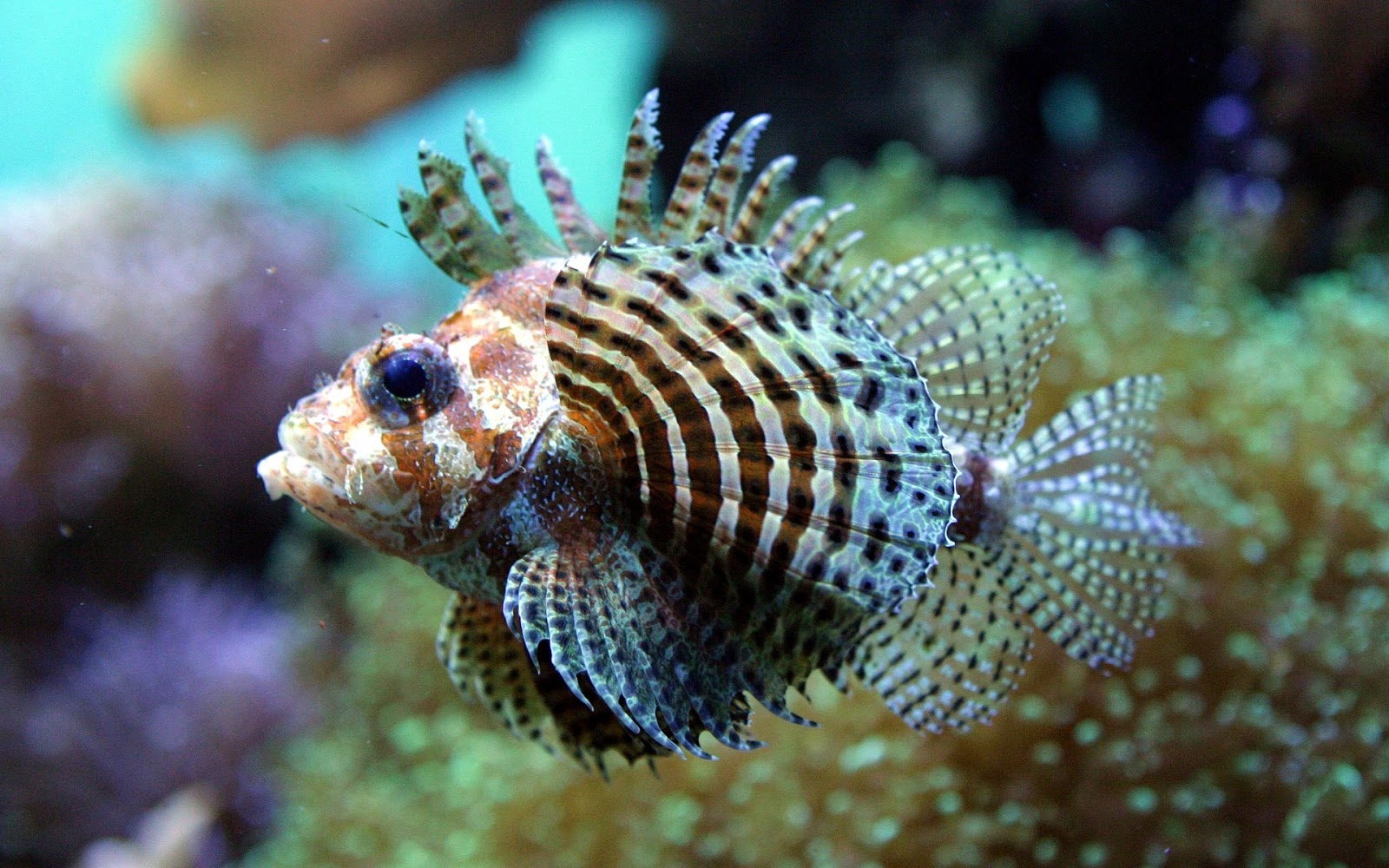 My Amazing Things Blog: Beautiful fishes photos