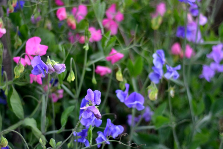Hampton Court Palace gardens
