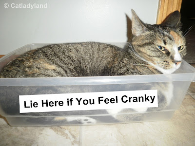Phoebe+Cranky+Box+Comic+Funny+Cat.JPG