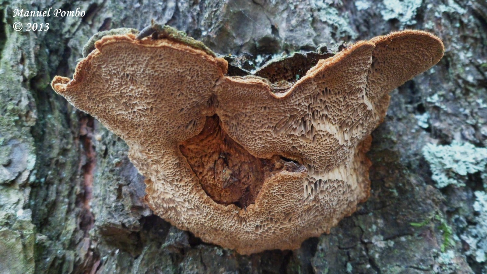 Un micólogo aficionado: Phellinus pini