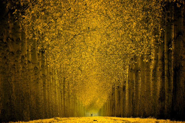 Muhteşem Sarı Orman