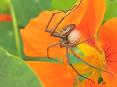 Araña lobo en una planta de capuchina.