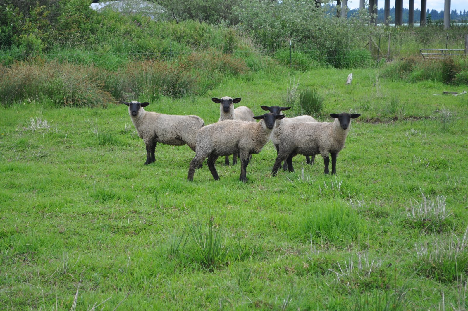 meat: lost a lamb today: Coyote hunting.