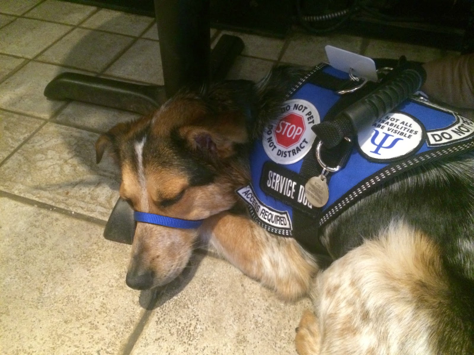 Service Dog In Training Vest Near Me Ready To Dog Training