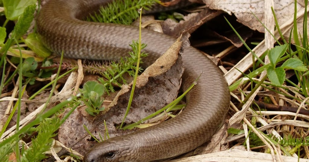geopiedra Culebrilla de Cristal