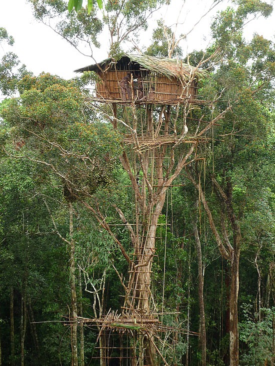 Serious And Not So Serious Musings On Archaeology Tree Houses In Papua New Guinea